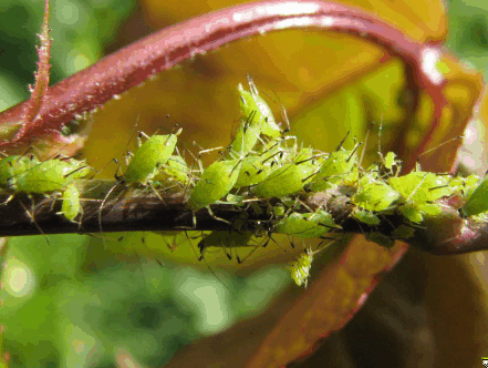 Aphids On Tomatoes. Aphids